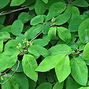 Lonicera ramosissima (suchodrzew rozgałęziony)