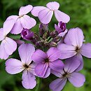 Brassicaceae - włoski rozgałęzione, kwiaty nie żółte
