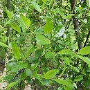 Salix ×cottetii (wierzba Cotteta)