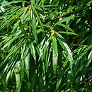 Salix udensis (wierzba sachalińska)