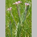 Epilobium lamyi (wierzbownica Lamy'ego)