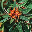 Euphorbia griffithii (wilczomlecz Griffitha)