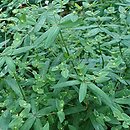 Euphorbia carniolica