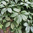 Parthenocissus quinquefolia Engelmanii