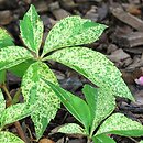 Parthenocissus quinquefolia Star Showers