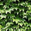 Parthenocissus tricuspidata (winobluszcz trójklapowy)