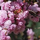 Prunus serrulata Kiku-shidare-zakura