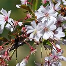 Prunus subhirtella Autumnalis Rosea