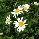 Tanacetum corymbosum (wrotycz baldachogroniasty)