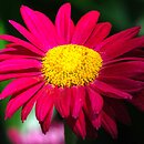 Tanacetum coccineum Robinsons Red
