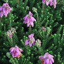 Erica ×watsonii Dawn