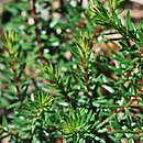 Erica ×darleyensis cv. Kramer's Rote (wrzosiec darlejski 