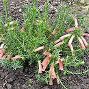 Erica hiemalis (wrzosiec kwitnący)