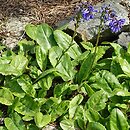 Wulfenia carinthiaca (wulfenia karyncka)