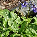 Wulfenia (wulfenia)