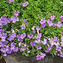 Aubrieta ×cultorum (żagwin ogrodowy)