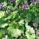 Cortusa matthioli (zarzyczka górska)