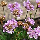 Armeria alpina (zawciąg alpejski)