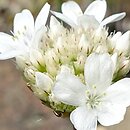 Armeria pseudarmeria (zawciąg szerokolistny)
