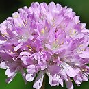 Armeria duriaei