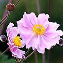 Eriocapitella tomentosa Septemberglanz