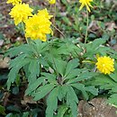 Anemone ranunculoides Pleniflora
