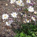 Anemone Pink Touch