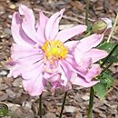 Anemone Pretty Lady Emily