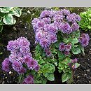 Ageratum houstonianum (żeniszek meksykański)
