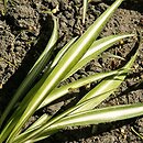 Chlorophytum comosum (zielistka Sternberga)