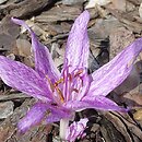 Colchicum ×agrippinum (zimowit Agrypiny)