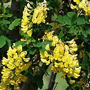 Laburnum ×watereri Sunspire