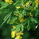 Laburnum anagyroides Quercifolium