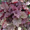 Heuchera villosa Carnival Watermelon
