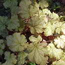 Heuchera Amaretto