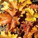 Heuchera Amber Waves