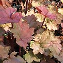 Heuchera Autumn Leaves