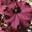 Heuchera Berry Smoothie