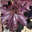 Heuchera Blackberry Jam