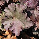 Heuchera Can-can