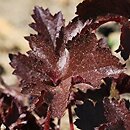Heuchera Dark Beauty