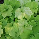 Heuchera Gaucamole