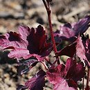 Heuchera Plum Royale