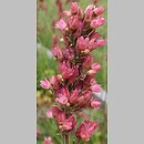 Heuchera Varmiat