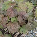 Heuchera XXL
