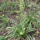 Anticlea elegans (zygaden wytworny)