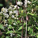 Jamesia americana (żylistkowiec amerykański)