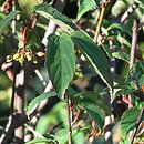 Viburnum setigerum (kalina herbaciana)