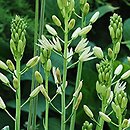 Camassia leichtlinii (kamasja Leichtlina)
