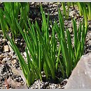 Camassia scilloides